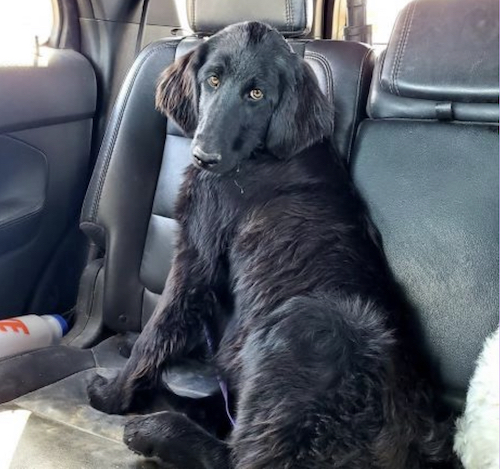 Black Newfypoo puppy with big, golden eyes.